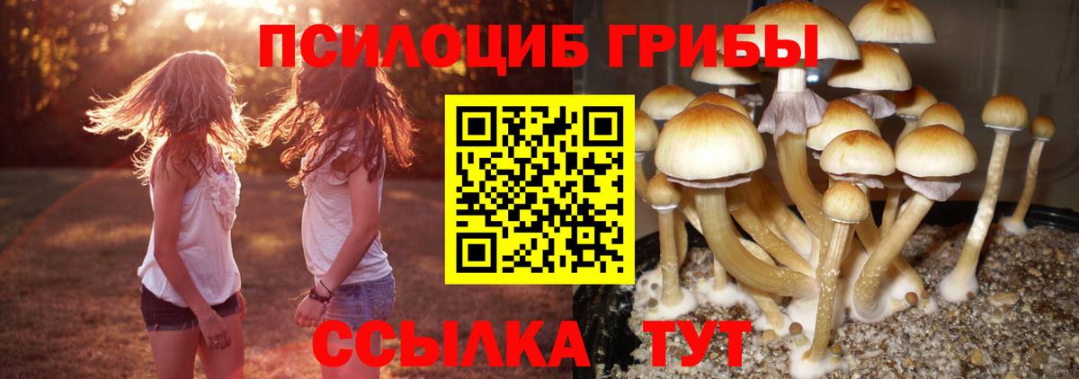 Галлюциногенные грибы Psilocybe Кольчугино